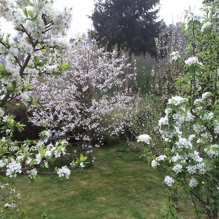 Ferienwohnung Kuckuck Auf Dem Sommerberg Incl Schwarzwaldcard Plus - 2 Zimmer 50Qm Бад-Вильдбад Экстерьер фото