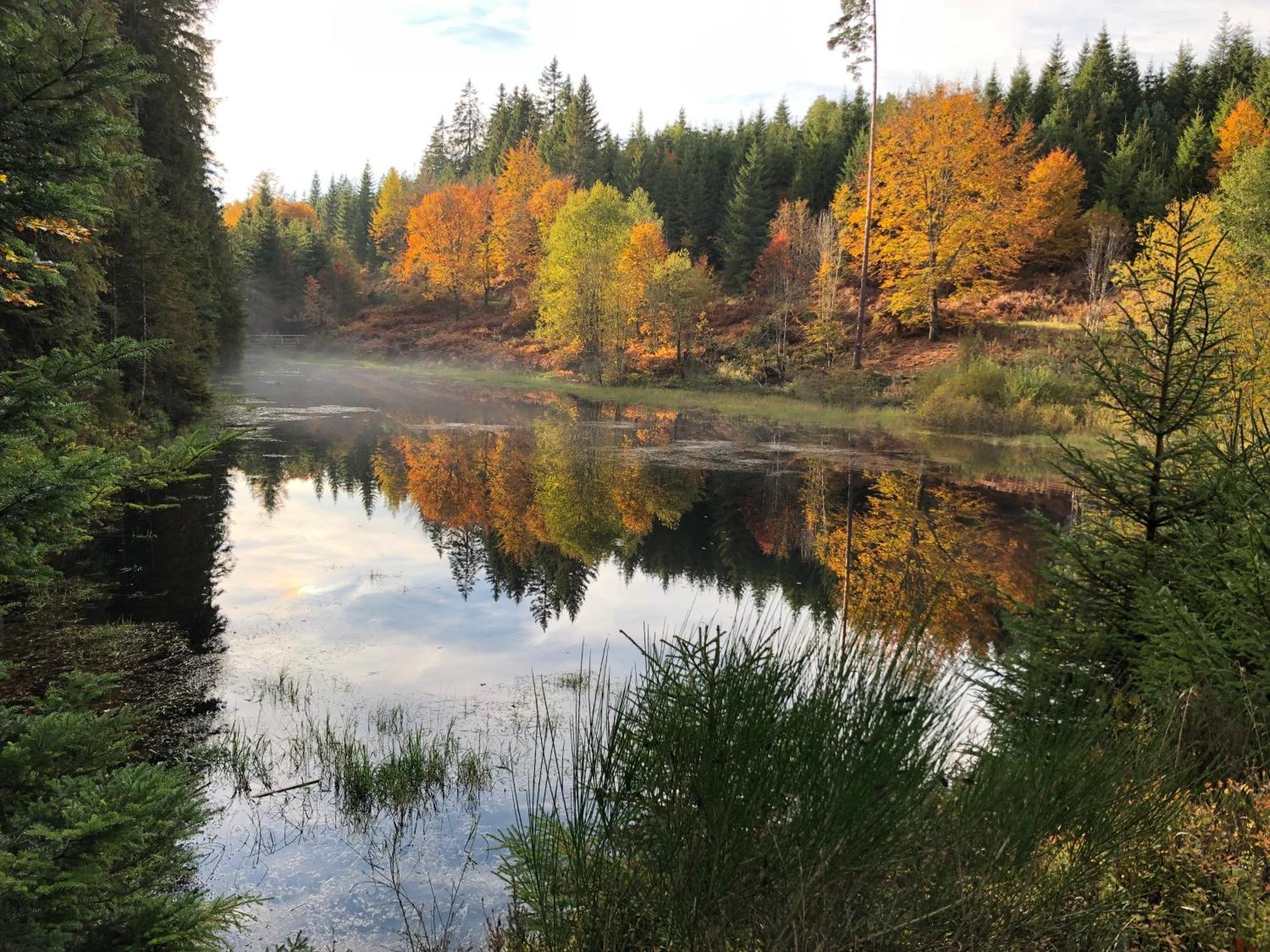 Ferienwohnung Kuckuck Auf Dem Sommerberg Incl Schwarzwaldcard Plus - 2 Zimmer 50Qm Бад-Вильдбад Экстерьер фото